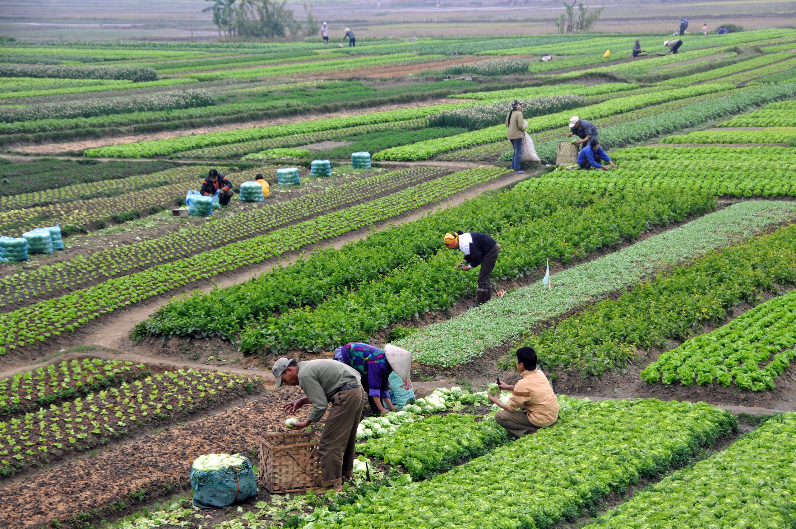 Agriculture in Thulamela